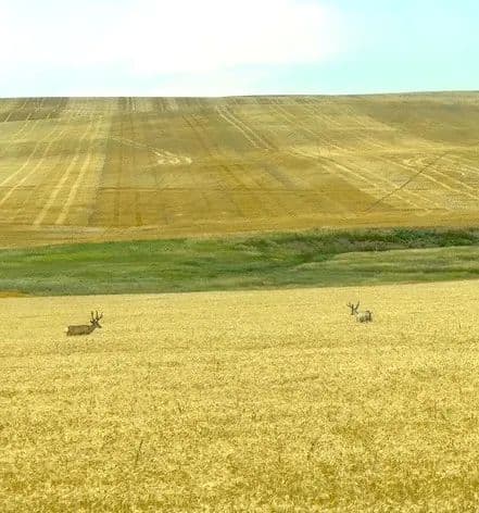 9,360-Acre South Dakota Farm for Sale in Midland