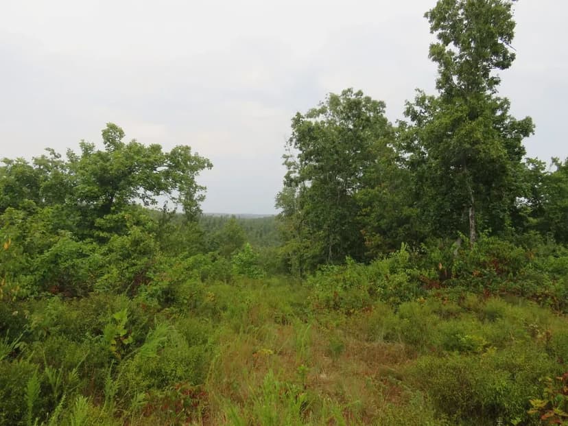 160+/-AC of Recreational Land For Sale in Reynolds Co.