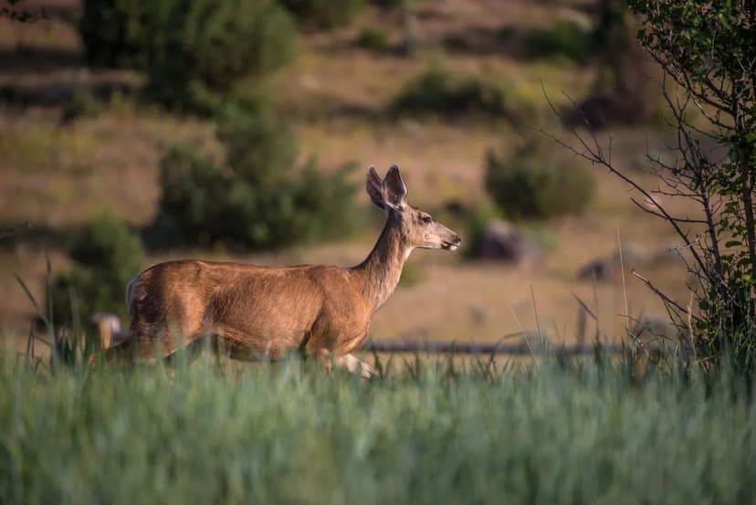 Elk Creek Ranch - Lot 37