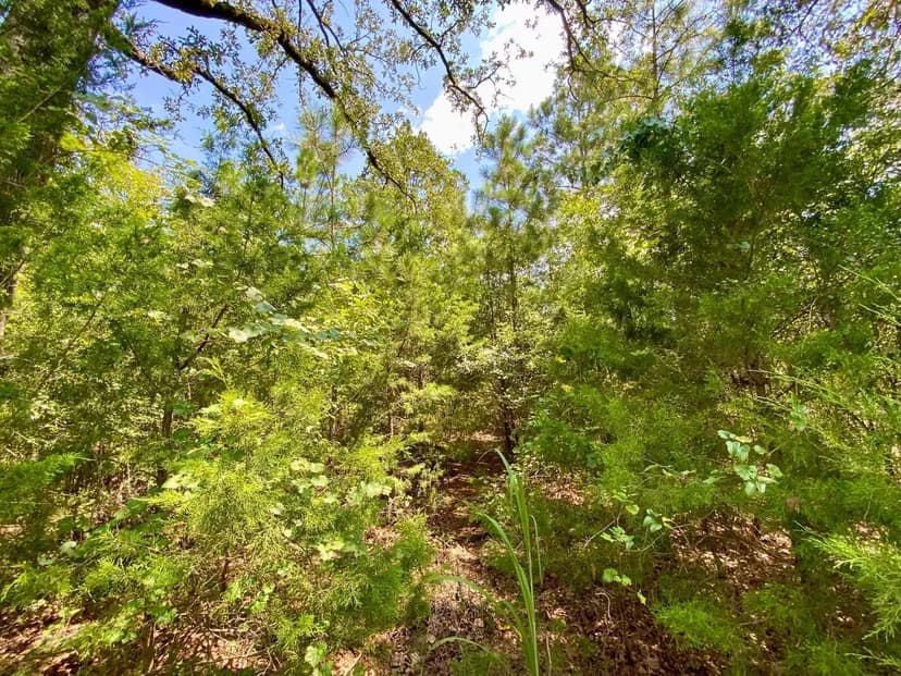 50 Acres Clay County