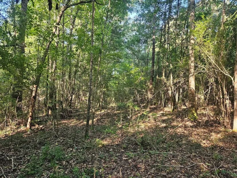 92 Acres of Timber, Wildlife, and Homesite Potential – Pearl River County, MS