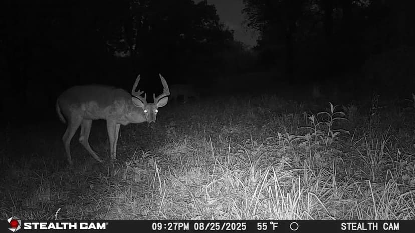 AUCTION / HOME AND 46 ACRES / TRACT 1 - HOME AND 6+/- ACRES  / TRACT 2 - 40+/- ACRES / 6701 E 750 S PIERCETON, IN 46562