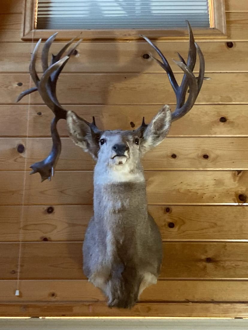 Hunting Property For Sale in Colorado with Cabin Borders National Forest