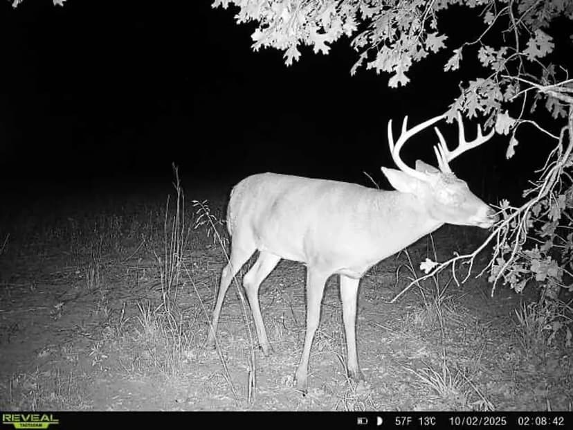 55 +/- ACRES / 100 N 600 E Knox, IN 46534 / STARKE COUNTY / LAND FOR SALE