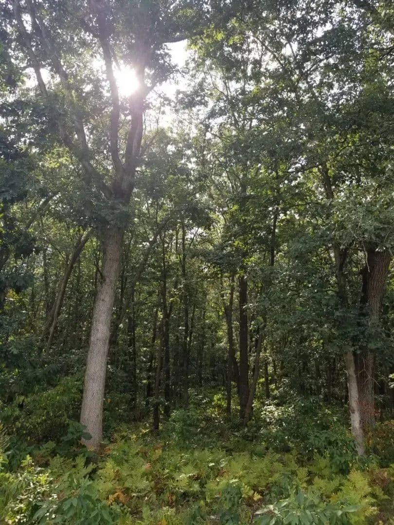 49 +/- ACRES /  100 N KNOX, IN 46534 / STARKE COUNTY / LAND FOR SALE