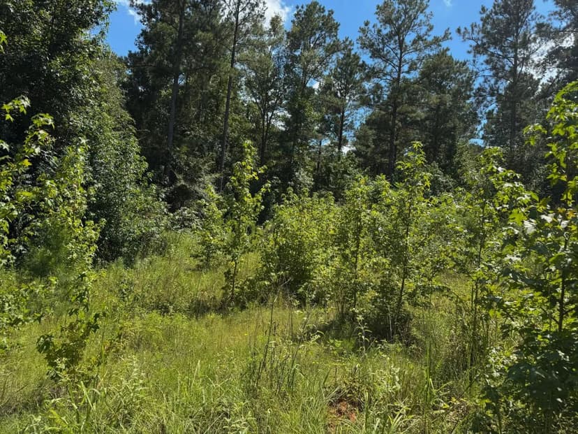 Lincoln Parish Timberland for Sale