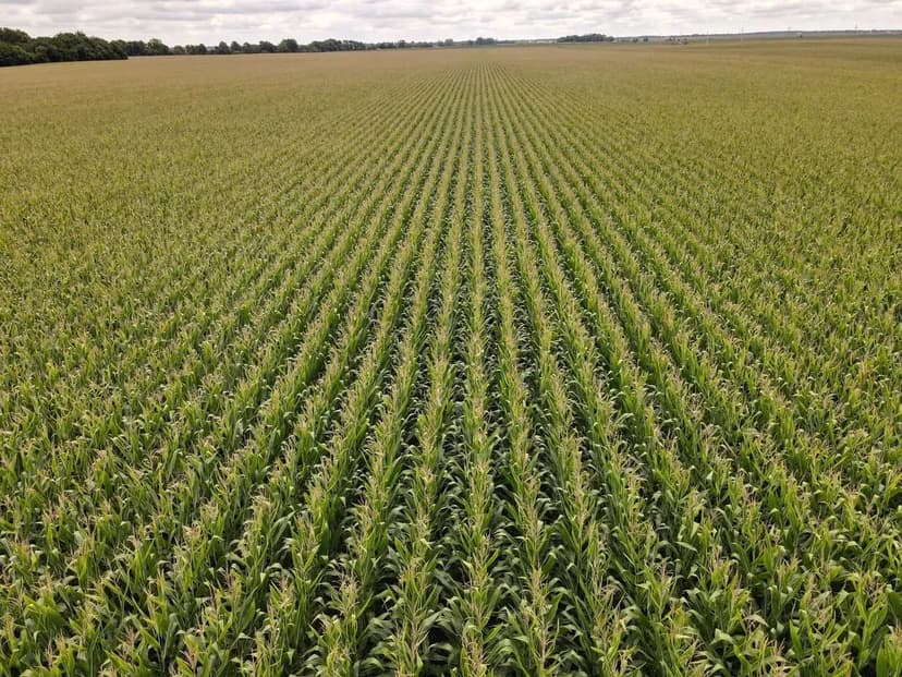 Class A Tillable Tract For Sale Edgar County, IL