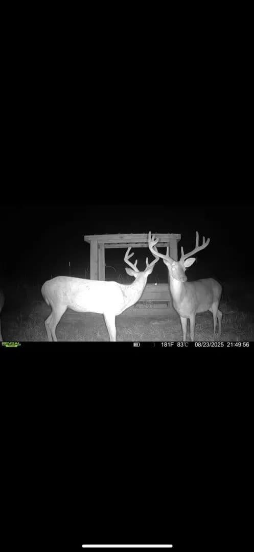 1,047 Acres in Sumter County, AL on the Tombigbee River