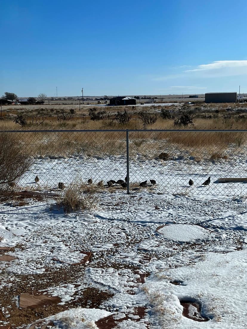 Buffalo Lake Road Homestead
