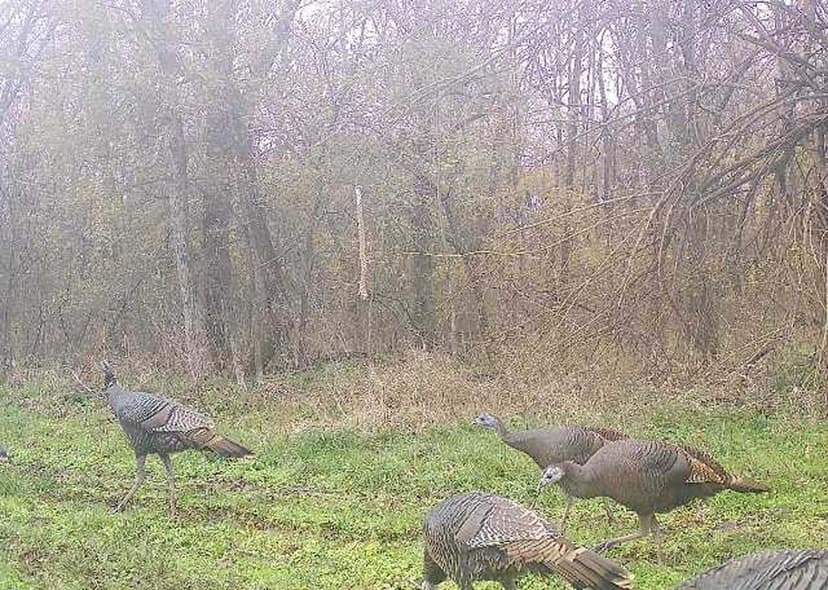 Turnkey 444-Acre Hunting Property in De Kalb, TX for Sale