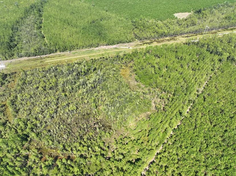 42.65 +/- AC LAND FOR SALE PIERCE COUNTY, GA