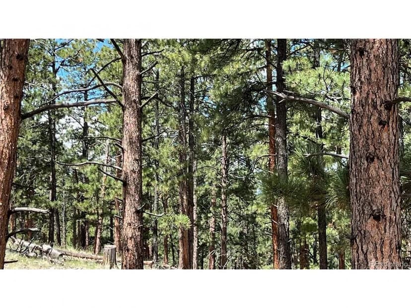 207 Little Bear Drive