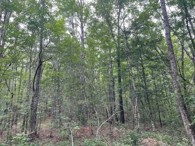 Gilmer Lamar #20 Tract