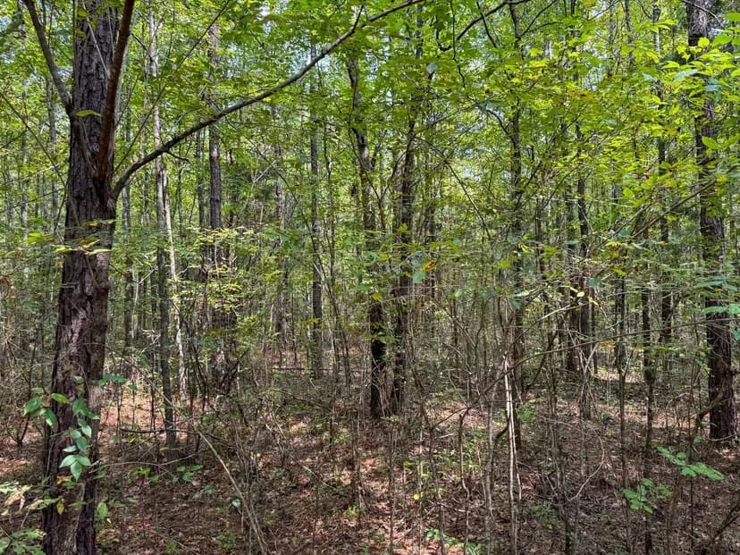 Clay County - Pheba - 68 acres Hunting and Home Site