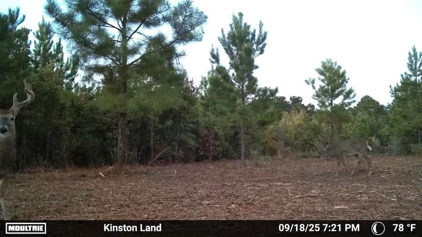 UNDER CONTRACT!!  34.98 Acres of Recreational Timberland For Sale in Lenoir County NC!