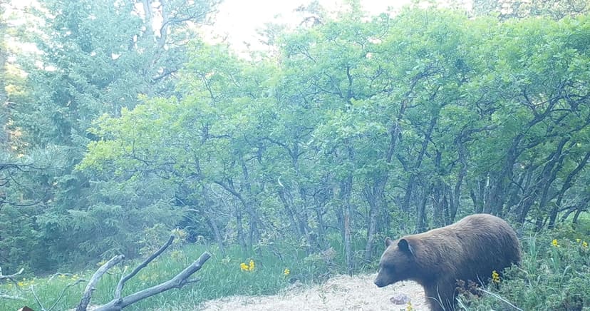 0 Indian Springs Road, Conifer