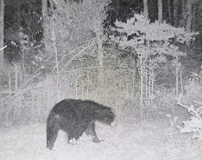 145 Acres Bordering The Mark Twain National Forest