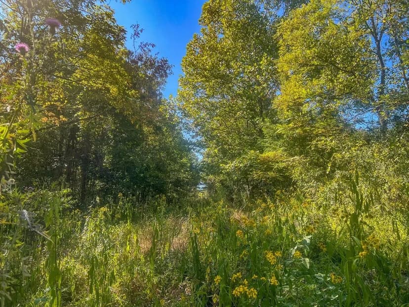 Carpenter Rd - 38 acres