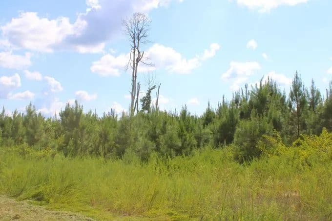 Tishomingo 516.4 +/- Acre Tract