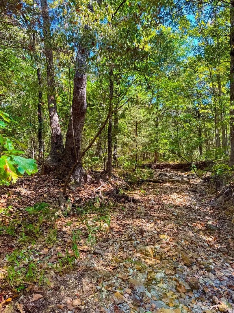 5+/- Wooded acres, wet weather creek, Hardy, Arkansas, Fulton County