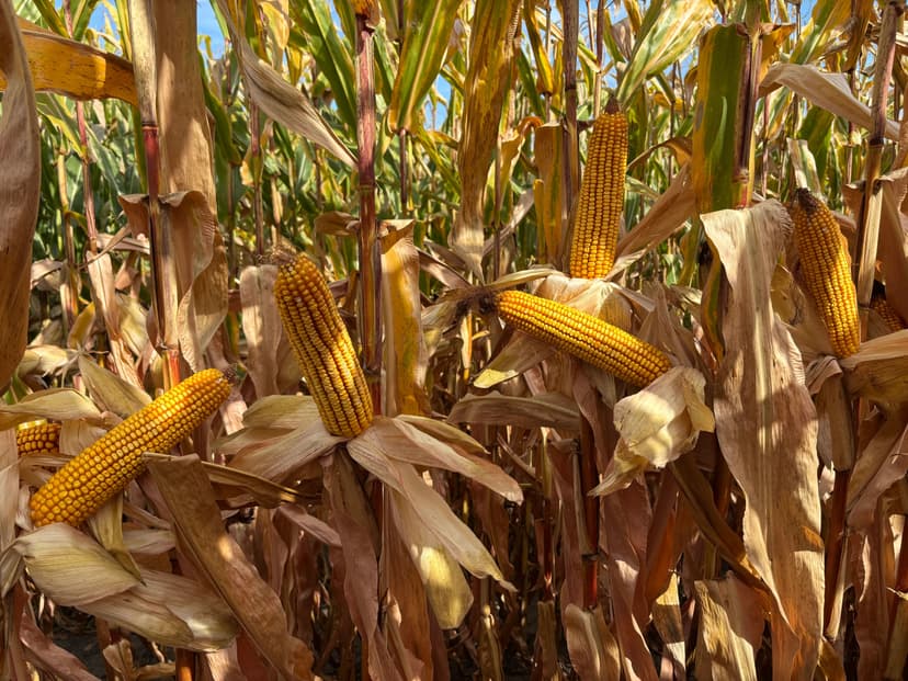 Collins - Clintonia Twp