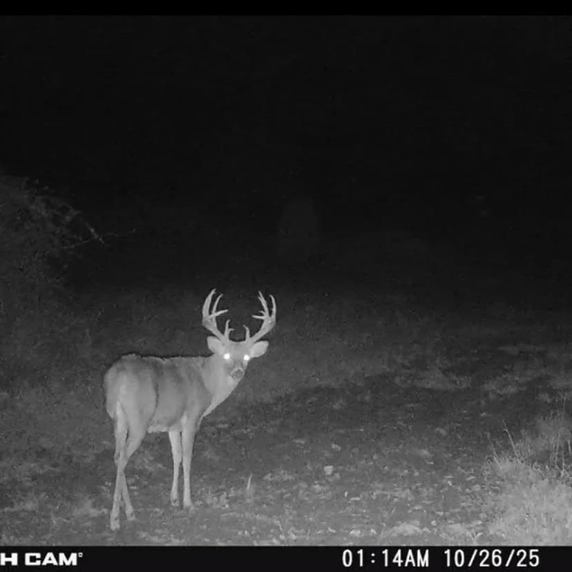 Jackson County 84 Acres