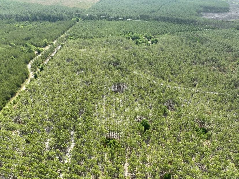 10 +/- Ac Recreational Timberland for Sale in Charlton County, GA