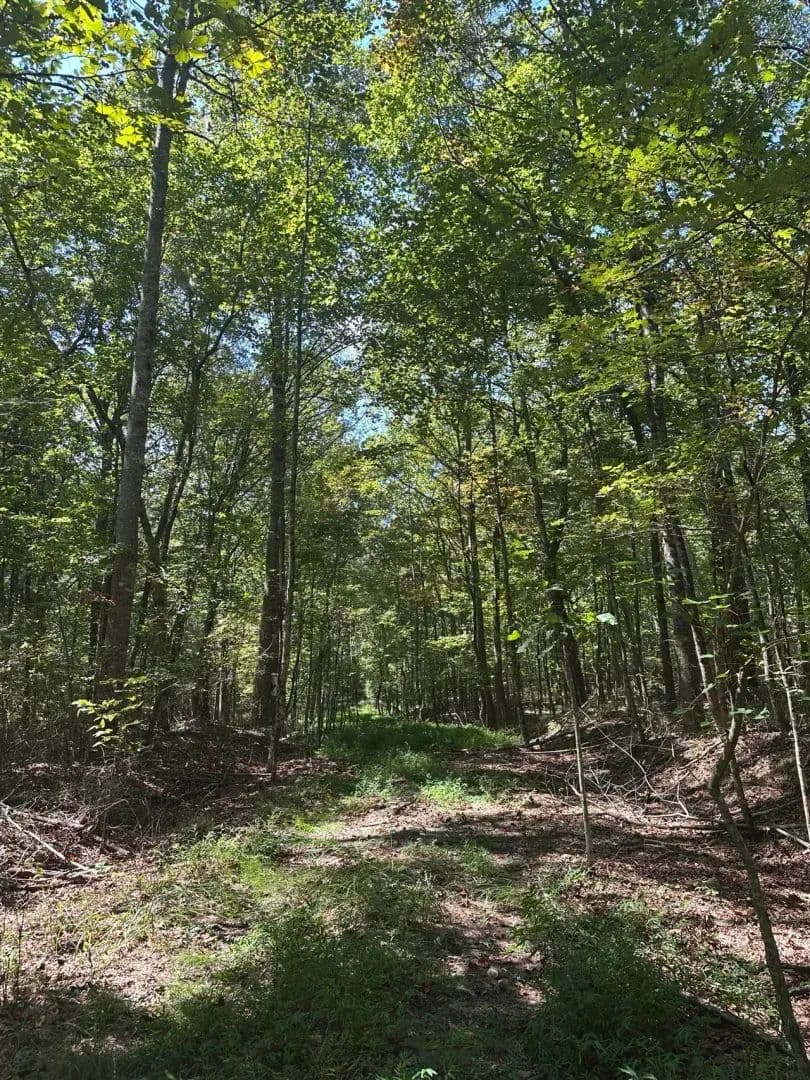 1.3+/-acre wooded property in the heart of Tracy City, TN