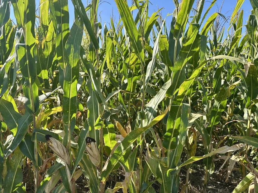 000 Lynchburg Road Opdyke, IL 60 ACRE AUCTION