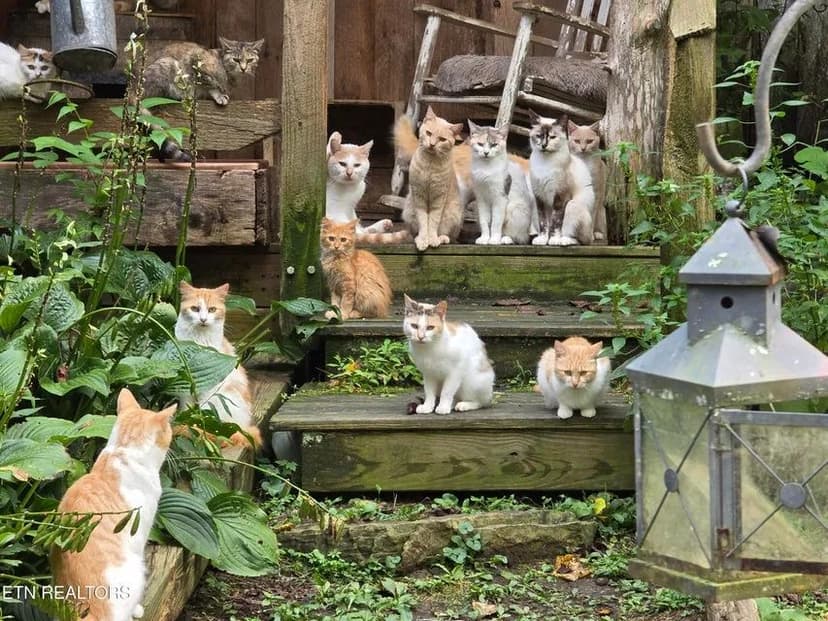 52 ac with log cabin in Hawkins County