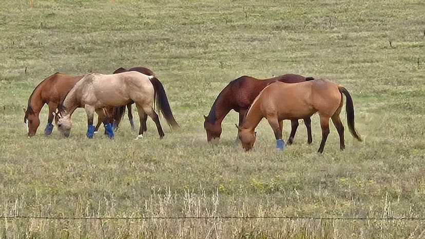 Bear Butte Ranchette