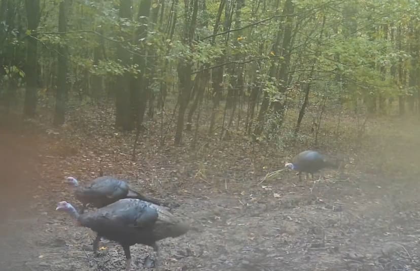 435 Acres in Clay County, MS 