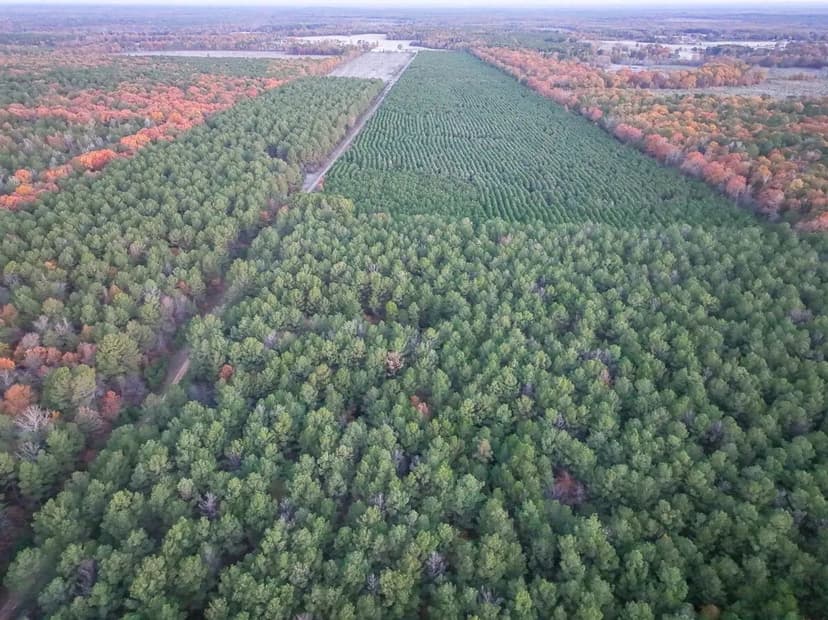 383 Acres | FM 2120 | Kiskadee | 7031