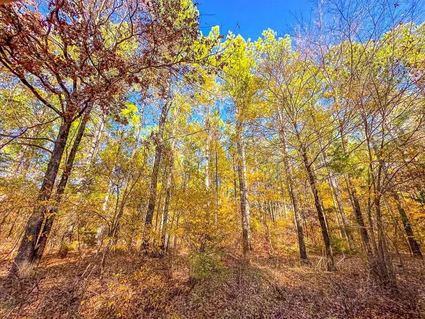 27 Acres | Hwy 37 | T-5 | Kiskadee | 7028