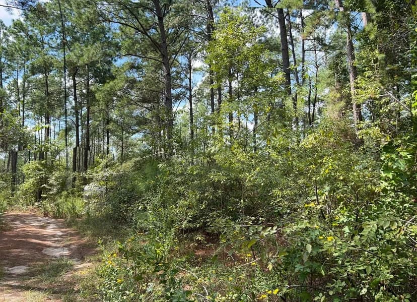 613 Acres | FM 247 | T-7