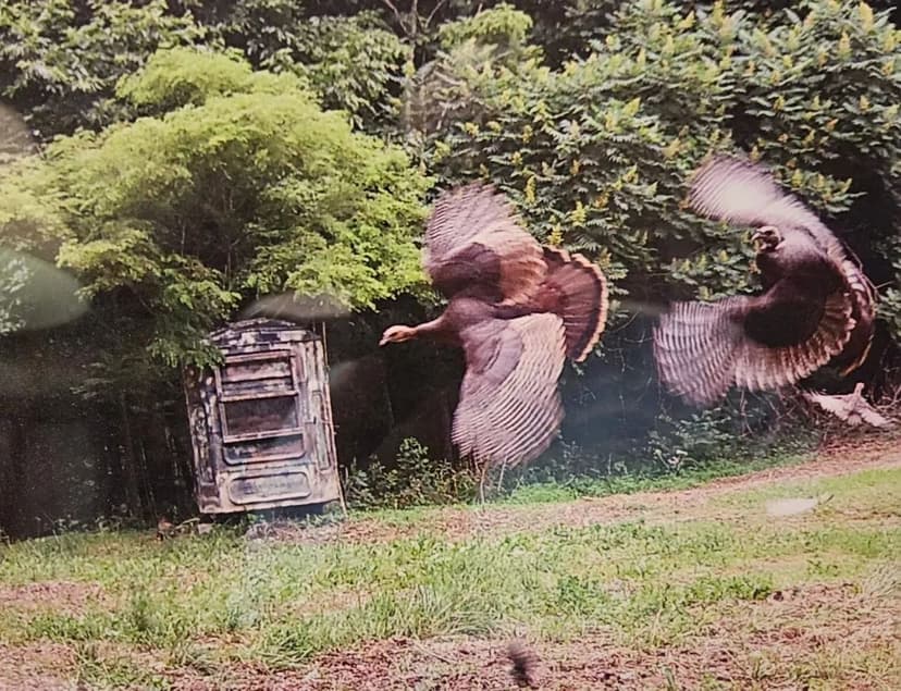 Camp Tango: 159 Acres in Tazewell County, VA