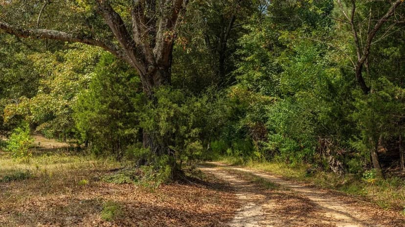 Open Meadows, Mature Oaks and a Pond 5 Miles From The New Publix (Lot 1)