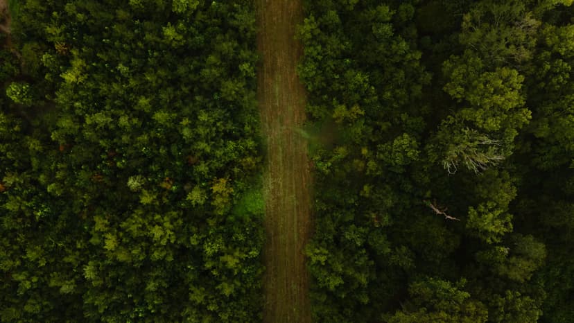 103 Acres in Lincoln Parish, LA 