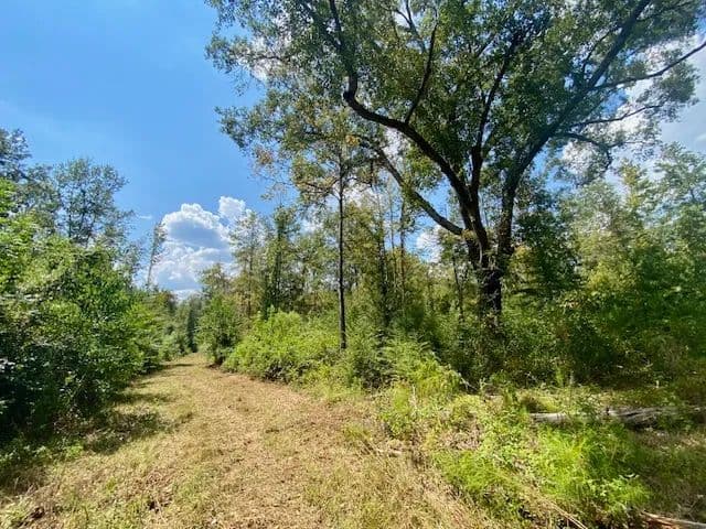 85 Acres on Quinlivan Rd | Magnolia, MS