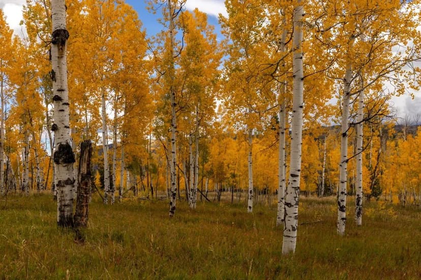 Lot 144 Sky Hitch IV