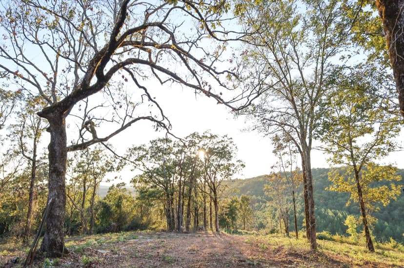 OK - McCurtain 322 acres +/-