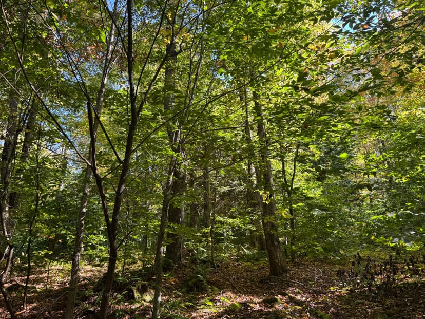 45 acres with Cabin in Snowmobile Country Osceola NY