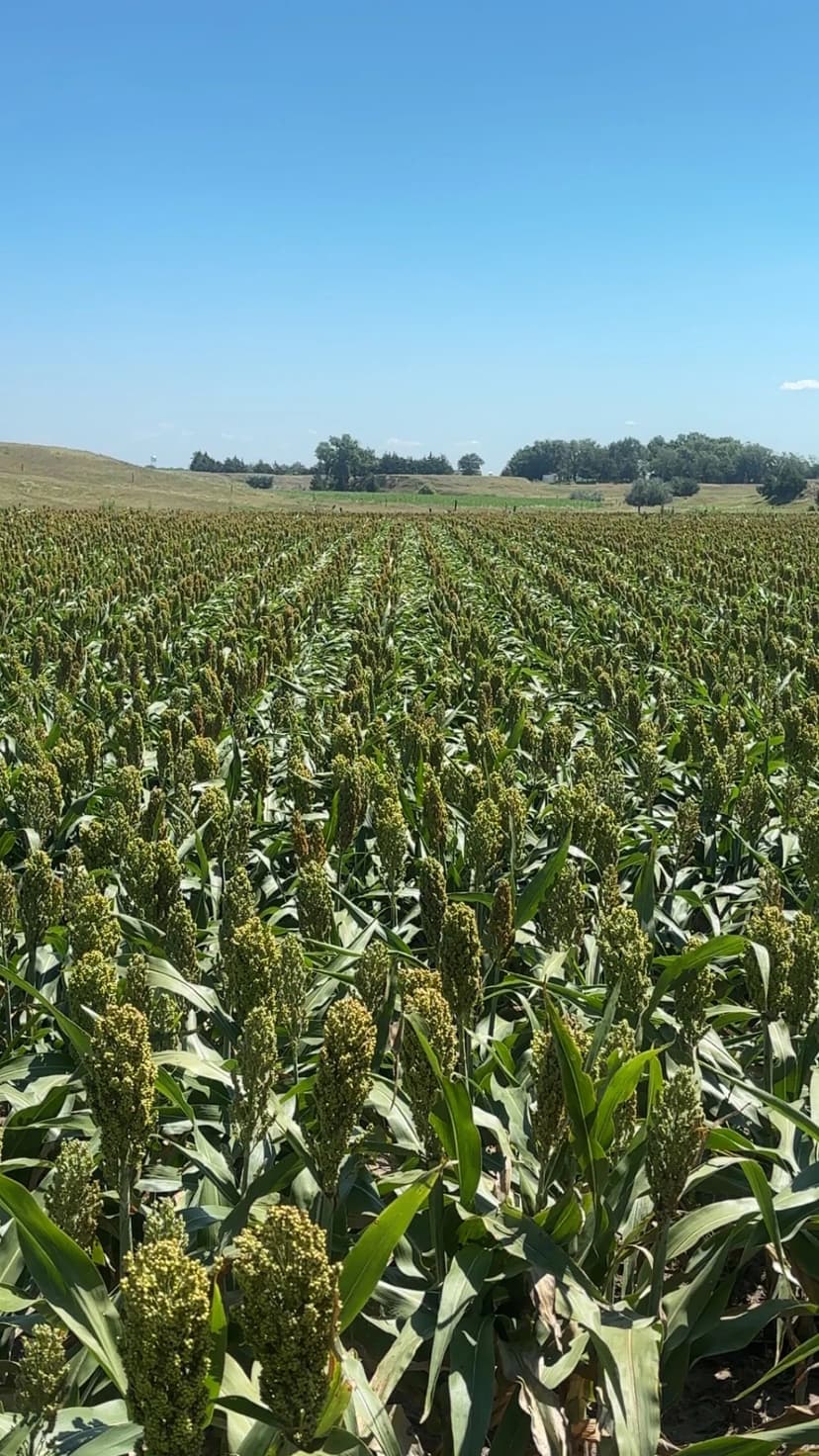 Live Water in Ness County Kansas