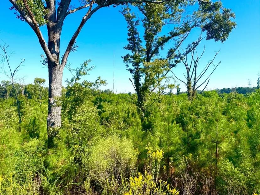 Multi Use Tract in Natchez, MS