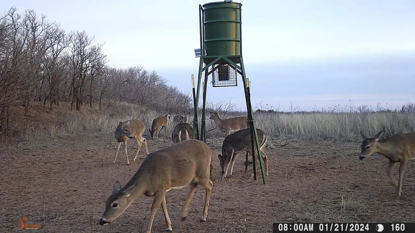 98 Acres Near Matador Wildlife Management Area– Cottle County, Texas