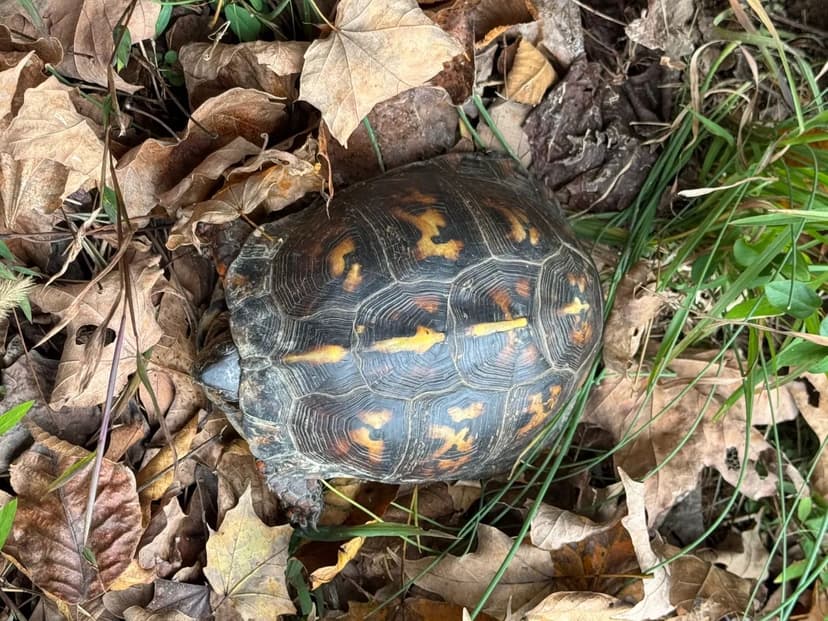 220 Acres in Butler & Ohio Counties, KY