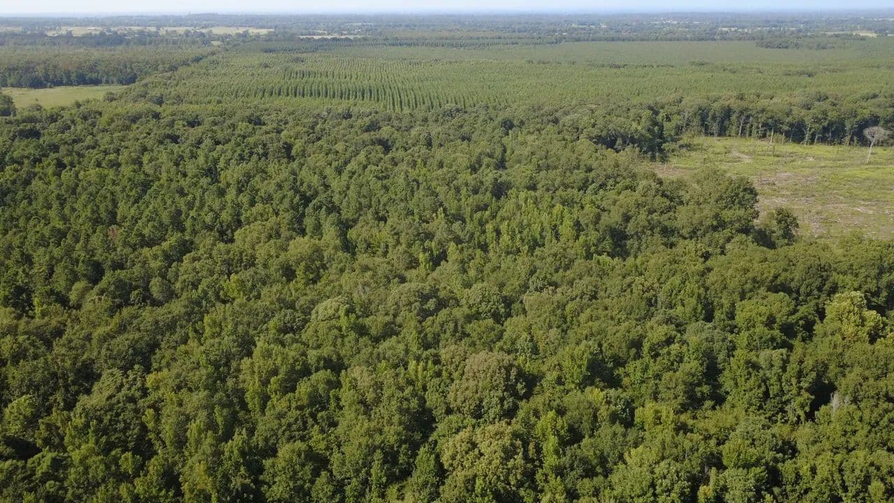 40 Acres | Prime Hunting & Homesite Potential | Timber, Creek, Utilities - Idabel, Oklahoma, 74745