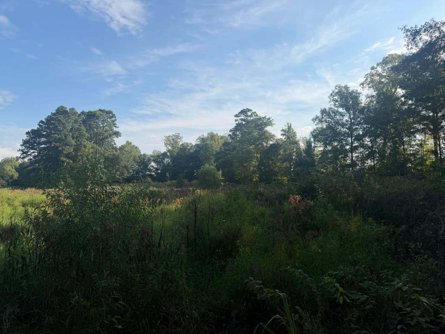 57 Acres in Nevada County, AR  - Rosston, Arkansas, 71858