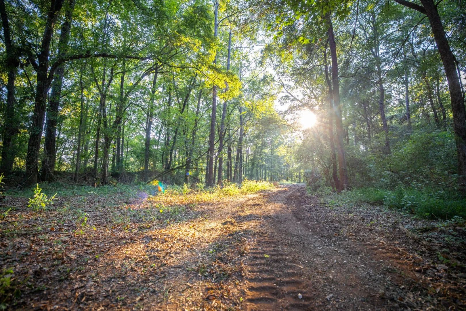 20 Acres in Shelby County, AL - Shelby, Alabama, 35143