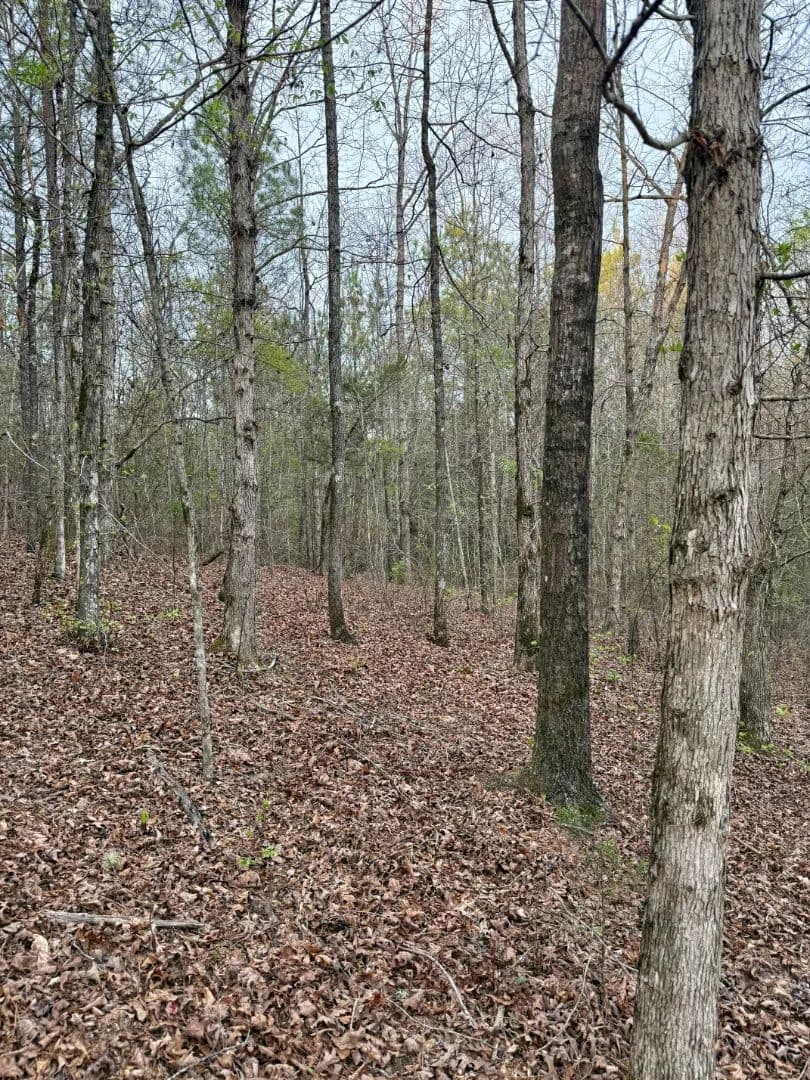 19.5 Acres in Kemper County, MS  - Preston, Mississippi, 39354